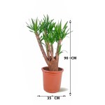 Yucca – 90 cm Height - Image 4