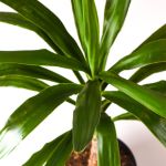 Ananas Tree – 40 cm Height - Image 2