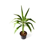 Ananas Tree – 40 cm Height