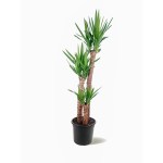 Yucca – 90 cm Height