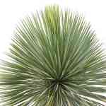Yucca Rostrata – 120 cm Height - Image 2
