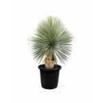 Yucca Rostrata – 120 cm Height