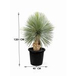 Yucca Rostrata – 120 cm Height - Image 3