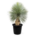 Yucca Rostrata – 150 cm Height