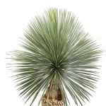 Yucca Rostrata – 150 cm Height - Image 2