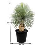 Yucca Rostrata – 150 cm Height - Image 3