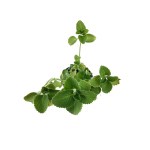 Zaatar – 40 cm Height - Image 2