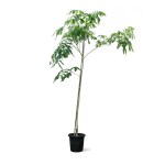 Albizia Lebbeck – 300 cm Height