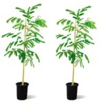 Albizia Lebbeck – 100 cm Height