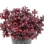 ⁦ألترنانثيرا - ارتفاع 40 سم⁩ - الصورة ⁦2⁩