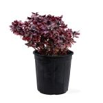 ألترنانثيرا - ارتفاع 40 سم