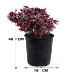 ⁦ألترنانثيرا - ارتفاع 40 سم⁩ - الصورة ⁦3⁩