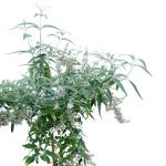 Buddleja Saligna – 140 cm Height - Image 2