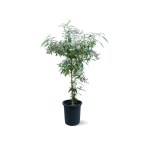 Buddleja Saligna – 140 cm Height