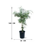 Buddleja Saligna – 140 cm Height - Image 3