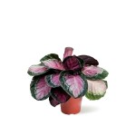 Calathea Roseopicta – 40 cm Height