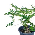 Carissa Grandiflora – 70 cm Height - Image 2