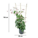 ⁦كليرودندروم سبلندنس – ارتفاع 110 سم⁩ - الصورة ⁦3⁩