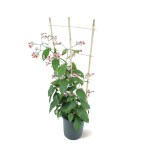Clerodendrum Splendens – 110 cm Height