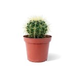 Echinocactus Grusonii – 20 cm Height