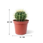 Echinocactus Grusonii – 20 cm Height - Image 3