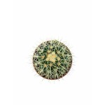 Echinocactus Grusonii – 20 cm Height - Image 2