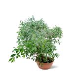Ficus Bonsai – 80 cm Height