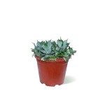 أغاف بوتاتوروم – ارتفاع 35 سم