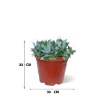 ⁦أغاف بوتاتوروم – ارتفاع 35 سم⁩ - الصورة ⁦3⁩