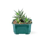 Haworthia – 20 cm (Green Pot)