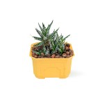 Haworthia – 20 cm (Yellow Pot)
