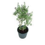 Leucophyllum Frutescens – 70 cm Height - Image 2