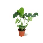 Monstera Deliciosa – 60 cm Height