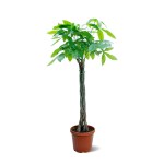 Pachira Aquatica – 120 cm Height