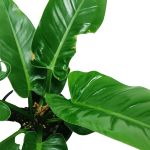 Philodendron Imperial Green – 35 cm Height - Image 2
