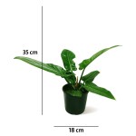 Philodendron Imperial Green – 35 cm Height - Image 3