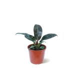 Philodendron Imperial Red – 50 cm Height