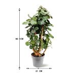 Polyscias Fabian – 90 cm Height - Image 3