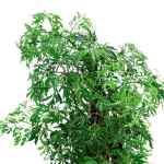 ⁦بوليسكاس هاوايانا مينغ – ارتفاع 40 سم⁩ - الصورة ⁦2⁩