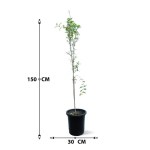 Pomegranate (Punica Granatum) – 150 cm Height - Image 3