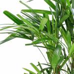 Rhapis Excelsa – 120 cm Height - Image 2