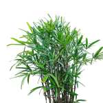 ⁦رابيس إكسلسا – ارتفاع 200 سم⁩ - الصورة ⁦2⁩