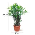 ⁦رابيس إكسلسا – ارتفاع 200 سم⁩ - الصورة ⁦3⁩