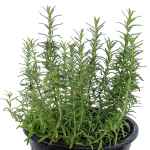 ⁦إكليل الجبل – ارتفاع 50 سم⁩ - الصورة ⁦2⁩