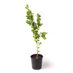 Sidr Tree – 60 cm Height