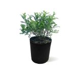 Zanthoxylum Beecheyanum – 60 cm Height